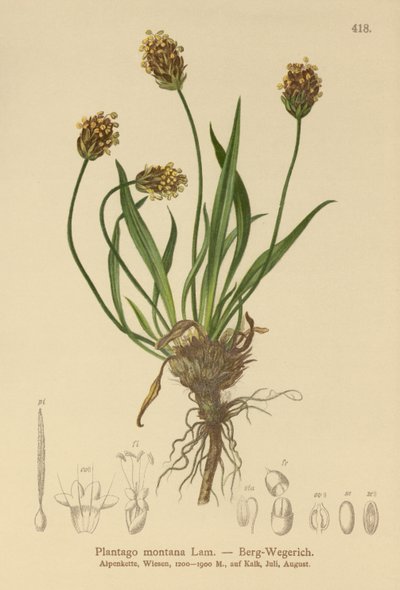 Mørk groblad (Plantago atrata, Plantago montana) av German School