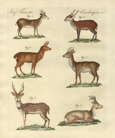 Hjorter og renner av German School