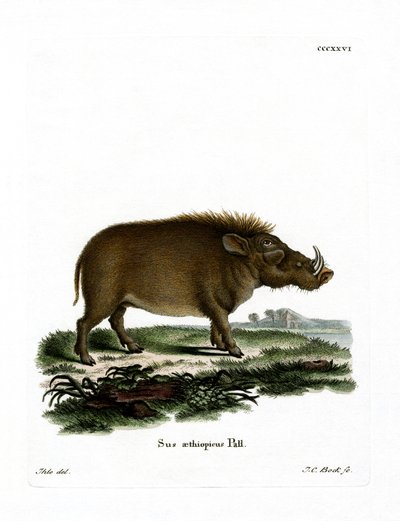 Desert Warthog (farget gravering) av German School