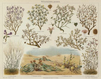 Ørkenplanter (farge litho) av German School