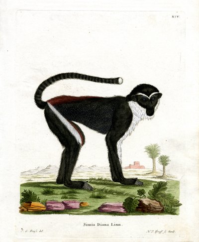 Diana Monkey (farget gravering) av German School