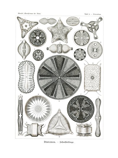 Diatomea, 1899-1904 av German School