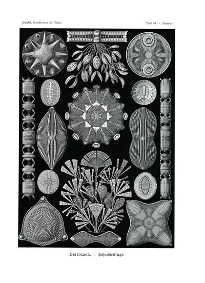 Diatomea, 1899-1904 av German School