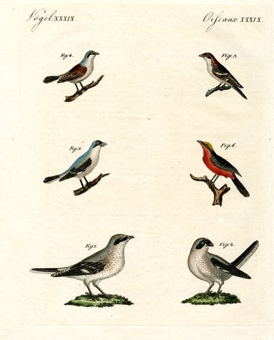 Ulike typer shrikes av German School