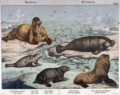 Ulike typer sel (marmorert sel til venstre), hvalross (øverst til venstre) og sjøløver - i "Natural history of pattedyr", red. Schreiber, München av German School
