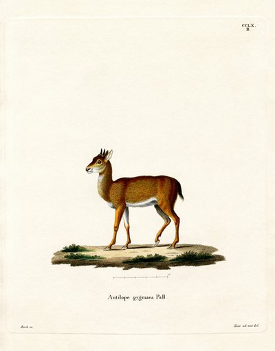 Dik-dik (farget gravering) av German School
