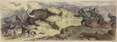 Oppdagelse av liket av en ull mammut i Sibir (farget gravering) av German School