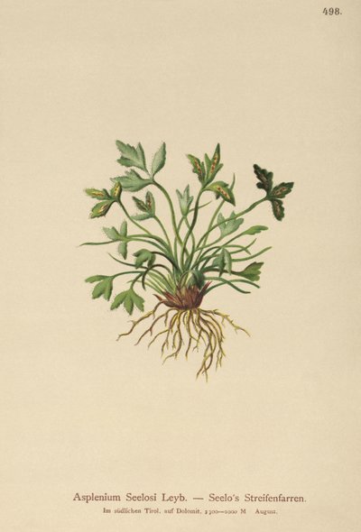 Dolomitt milturt (Asplenium Seelosii) av German School
