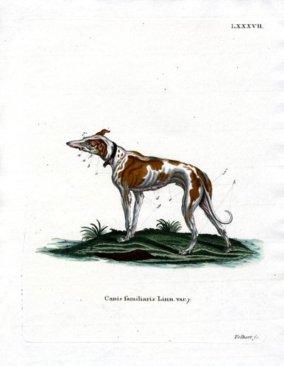 Tamhund (farget gravering) av German School