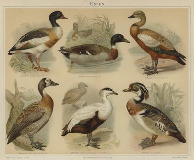Ender (farge litho) av German School