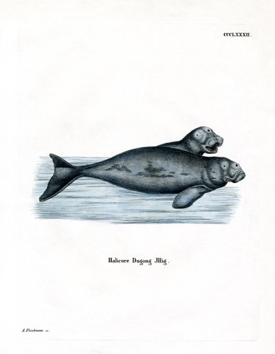 Dugong (farget gravering) av German School