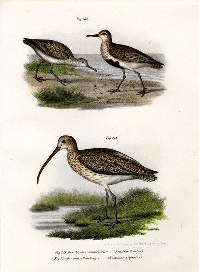 Dunlin, 1864 av German School