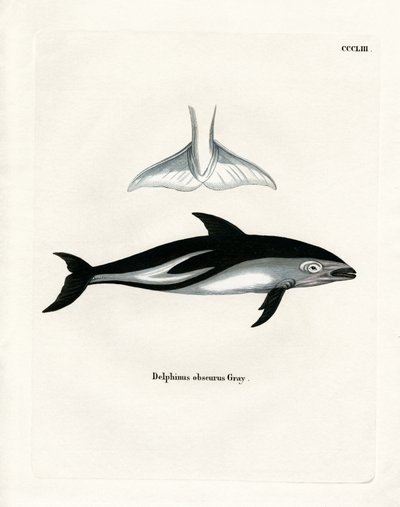 Dusky Dolphin (farget gravering) av German School