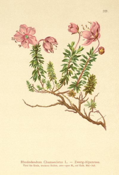 Dverg alpenrose (Rhododendron Chamaecistus) av German School
