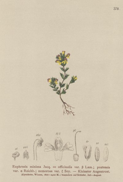 Dvergøyentrøst (Euphrasia minima, Euphrasia officinalis, Euphrasia pratensis var. nemorosa) av German School