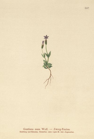 Dverggentian (Gentiana nana, Gentianella nana) av German School
