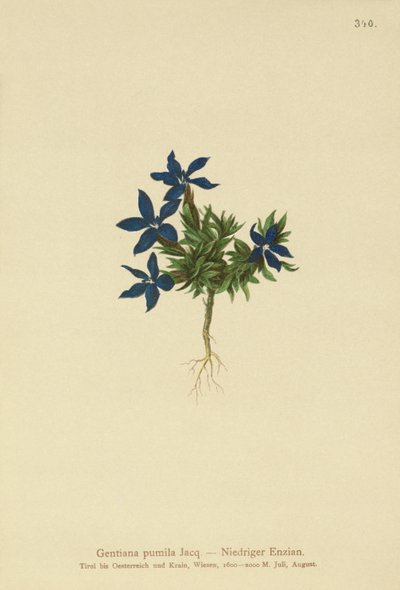Dverggentian (Gentiana pumila) av German School