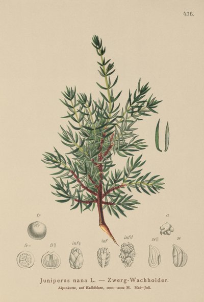 Dvergeebær (Juniperus nana, Juniperus communis subsp. nana, Juniperus communis var. saxatilis) av German School