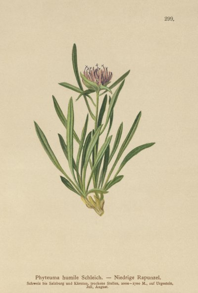 Dvergerampion (Phyteuma humile) av German School