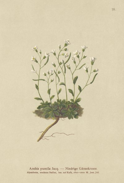 Dvergfjellkarse (Arabis pumila) av German School