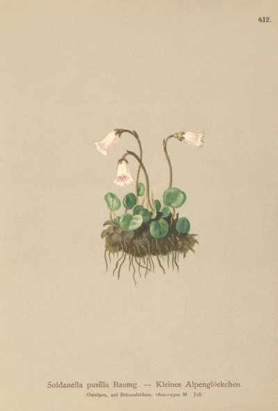 Dvergsnøklokke (Soldanella pusilla, Soldanella alpicola) av German School