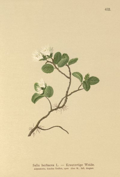 Dvergpil (Salix herbacea) av German School