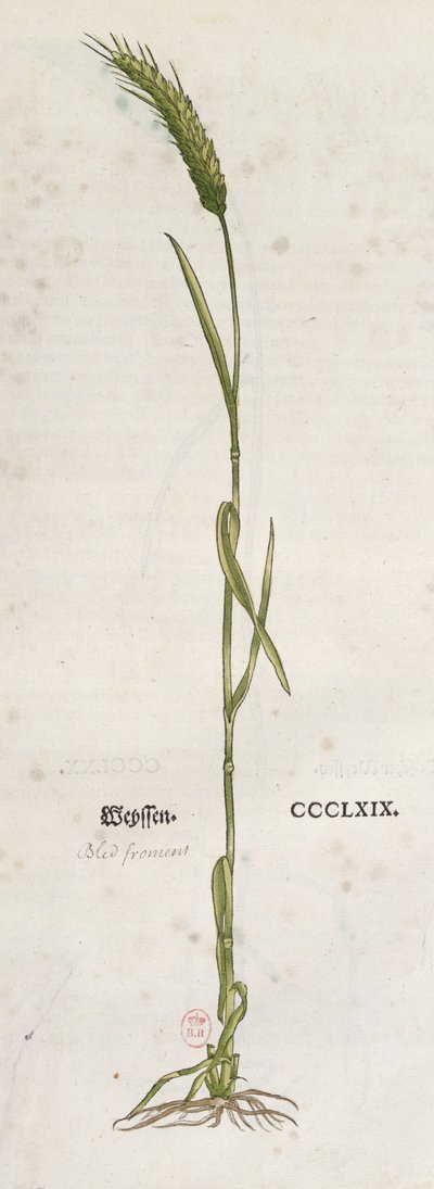 Hveteør, fra The Herbarium av Leonhart Fuchs (1501-66), utgitt i Basel, 1555 (fargegravering) av German School
