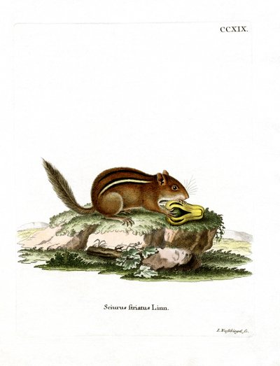 Eastern American Chipmunk (farget gravering) av German School