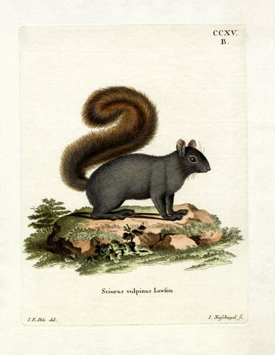 Eastern Fox Squirrel (farget gravering) av German School