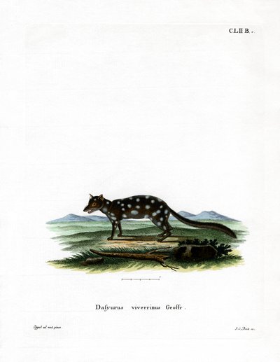 Eastern Quoll (farget gravering) av German School
