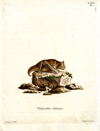 Eastern Red Bat (farget gravering) av German School