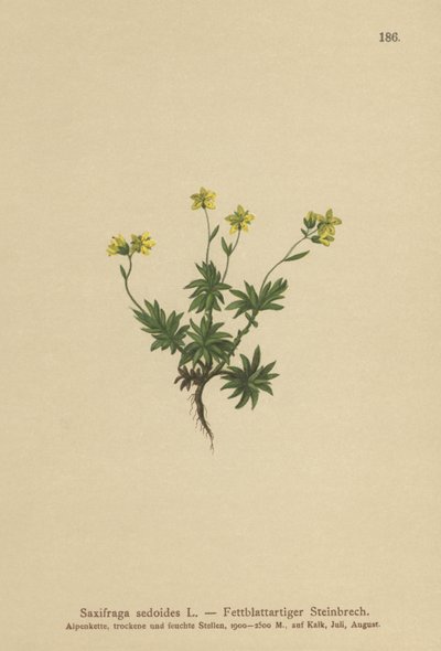 Eastern Saxifrage (Saxifraga sedoides) av German School
