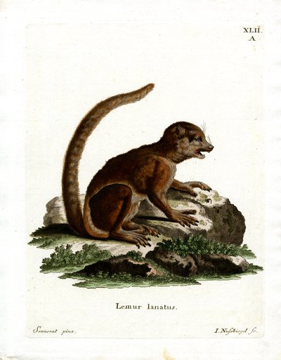 Eastern Woolly Lemur (farget gravering) av German School