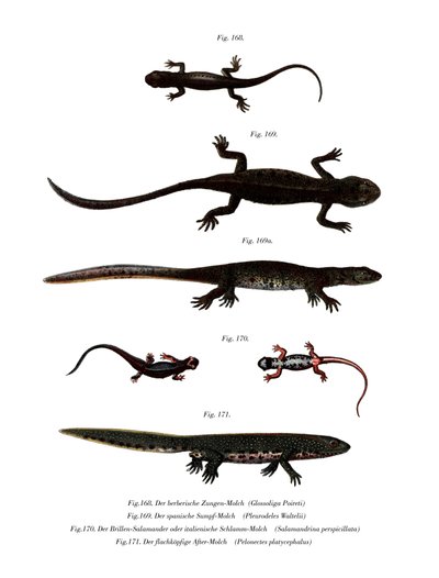 Edough Peninsula Ribbed Newt (farge litho) av German School