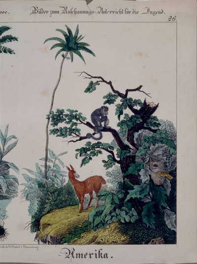Pedagogisk plakat med flora og fauna i Sør-Amerika, høyre side, utgitt av F. Wentzel, Weissenburg, 1840 (se også 379941) av German School