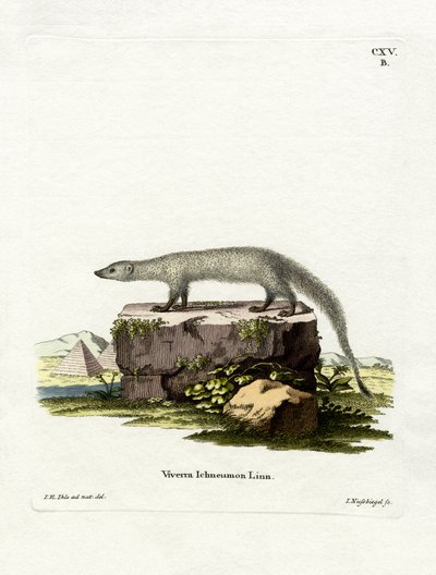 Egyptisk Mongoose (farget gravering) av German School