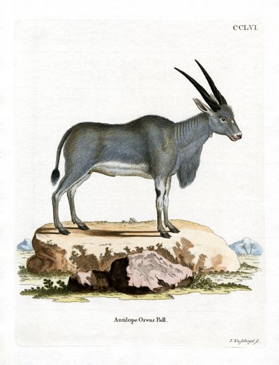 Eland Antilope (farget gravering) av German School