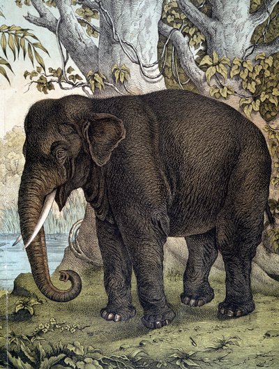 Elephant - i "Natural History of Pattedyr", red. Schreiber, München av German School