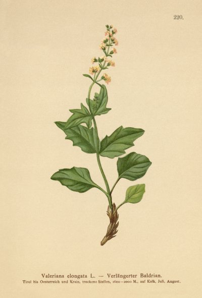 Langstrakt Valerian av German School