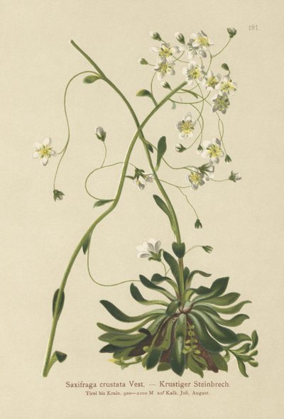 Encrusted saxifrage (Saxifraga crustata) av German School
