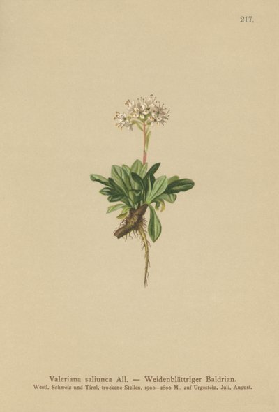 Hele Leaved Valerian av German School