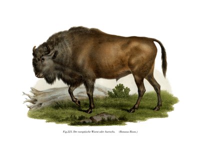 Europeisk bison, 1860 av German School