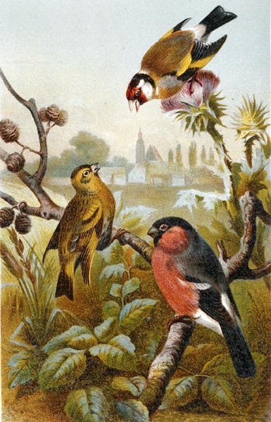 European Goldfinch, Icterine Greenbul and Eurasian Bullfinch, plate fra "Brehms Tierleben: Allgemeine Kunde des Tierreichs", bind 4, s. 57, utgitt av Bibliographisches Institut av German School