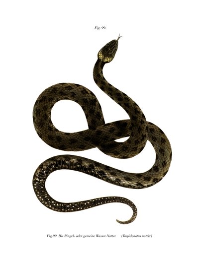 European Grass Snake (farge litho) av German School