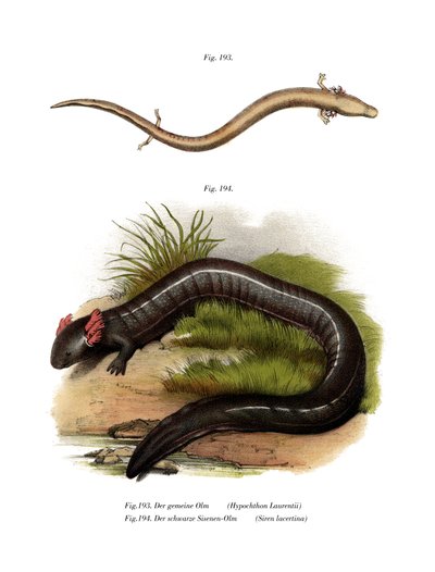 European Olm (farge litho) av German School