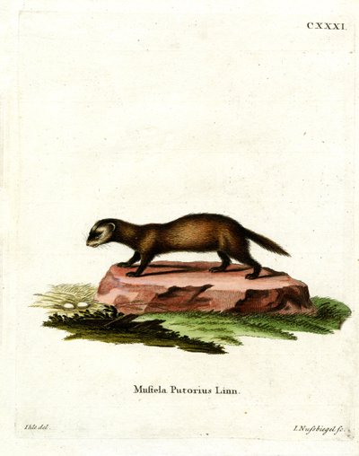 European Polecat (farget gravering) av German School