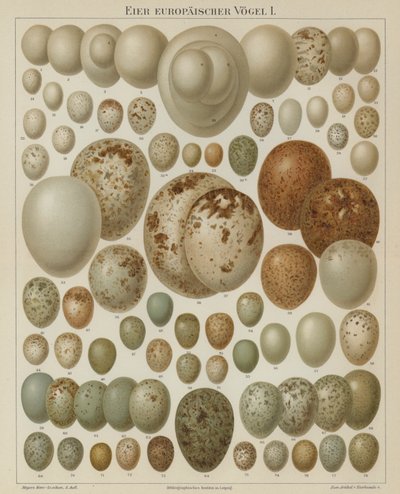Europeiske fugleegg (farge litho) av German School
