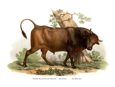 Europeisk storfe, 1860 av German School
