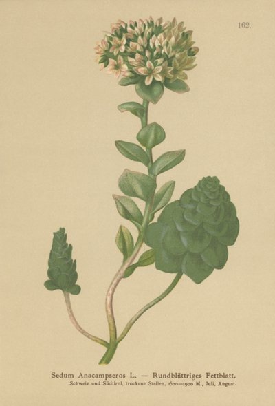Eviggrønn orpin (Sedum Anacampseros, Hylotelephium anacampseros) av German School
