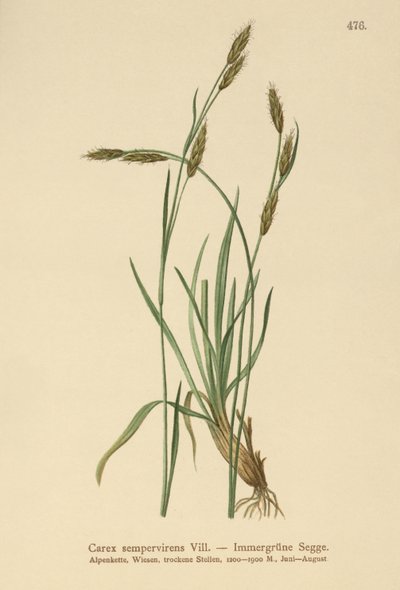 Eviggrønn sir (Carex sempervirens) av German School